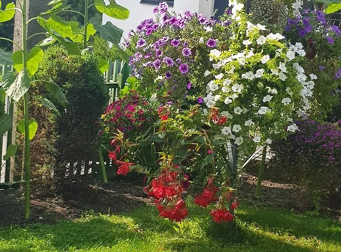 Petro Delux דירה